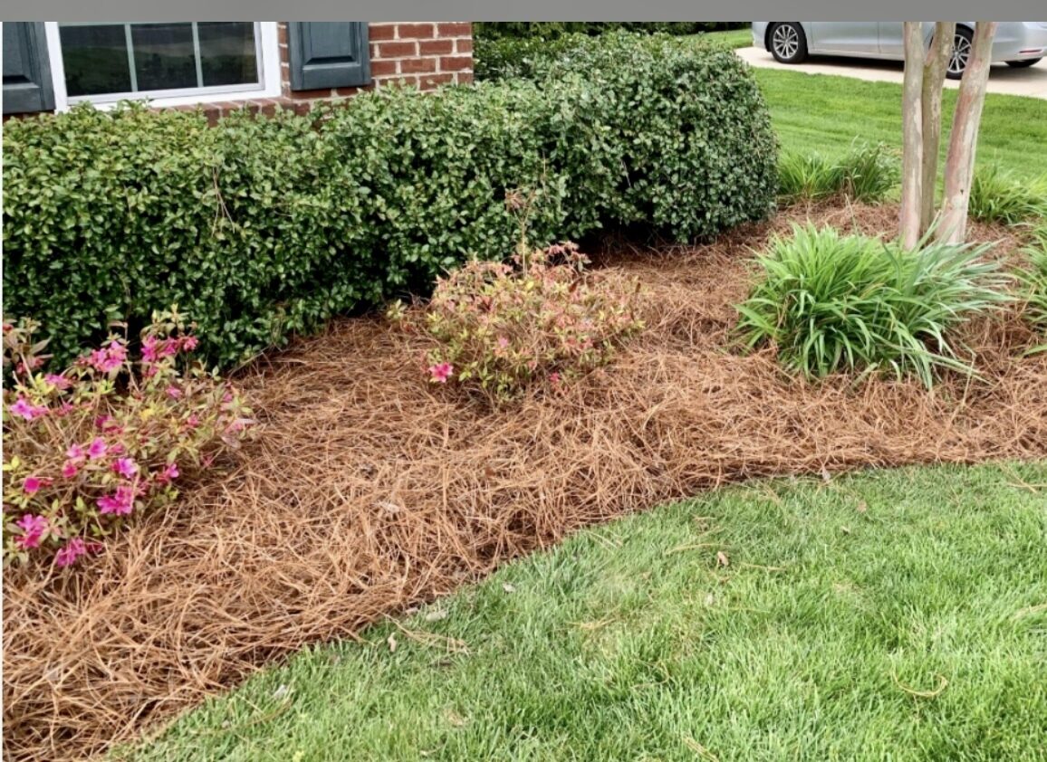 Pine straw mulch beds with flowering shrubs