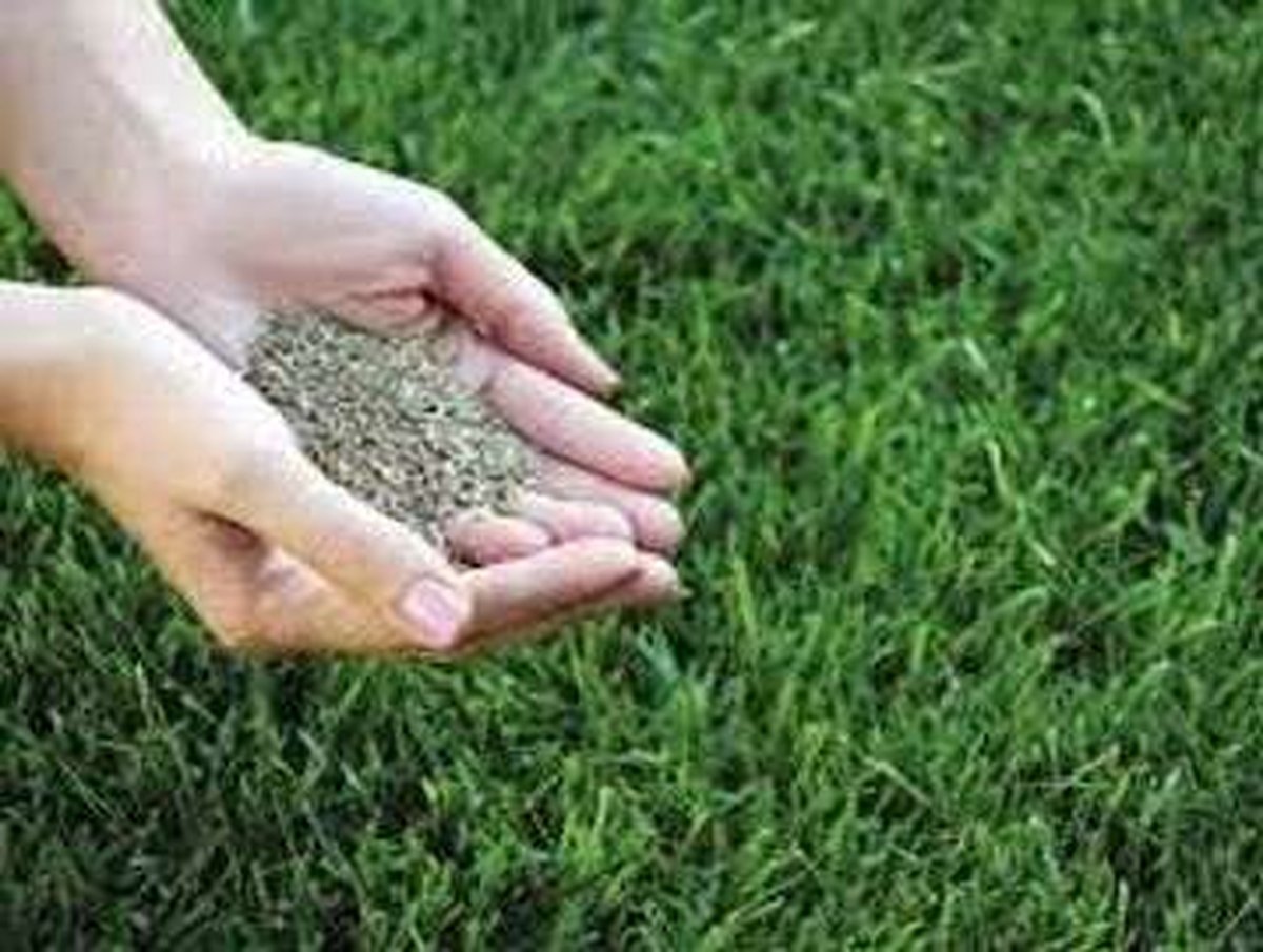 Custom landscape design and plant installation